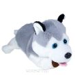 PIES FIGO HUSKY REAGUJĄCY NA KOMENDY 6553  - 2
