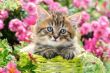 CASTOR PUZZLE 100 KITTEN IN FLOWER GARDEN 1039 - 2